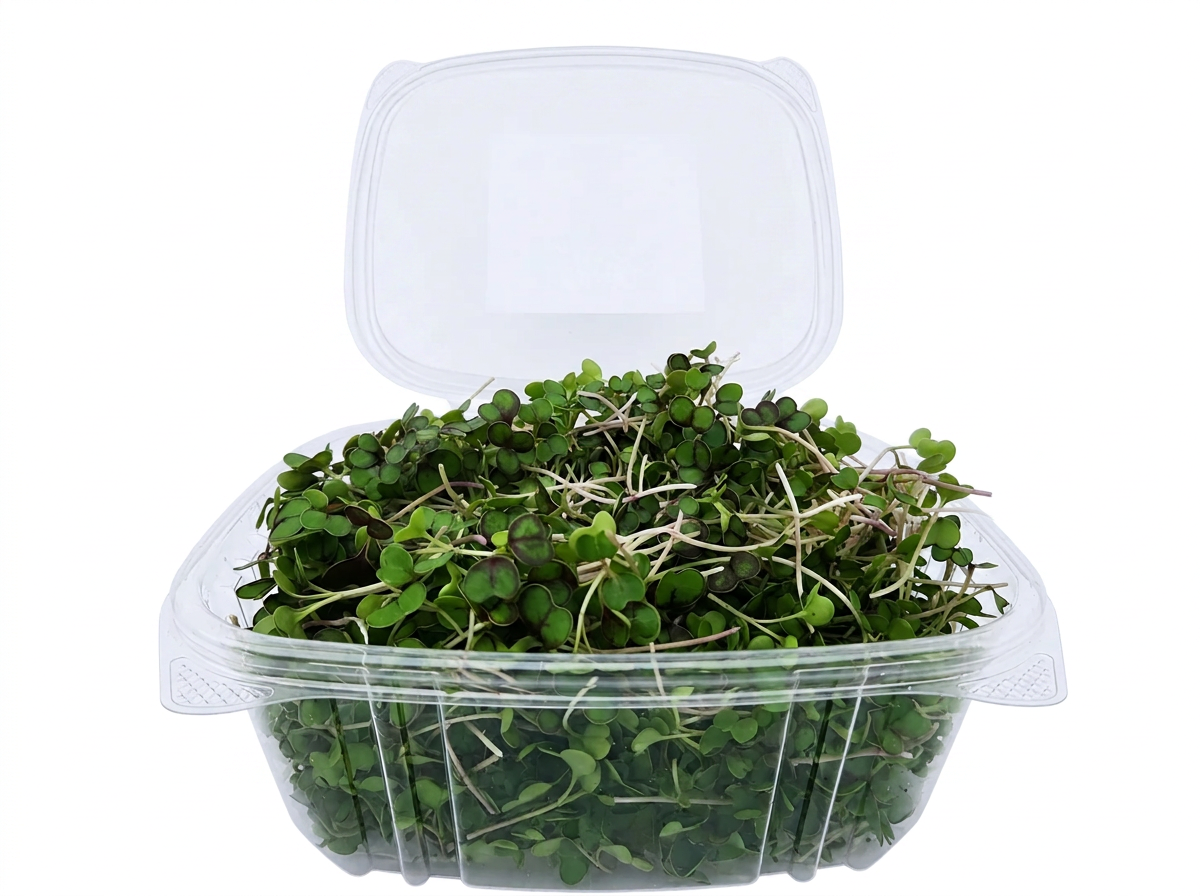 Green Kale Microgreens