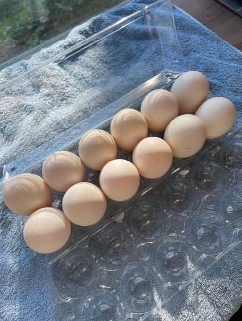 Duck Eggs