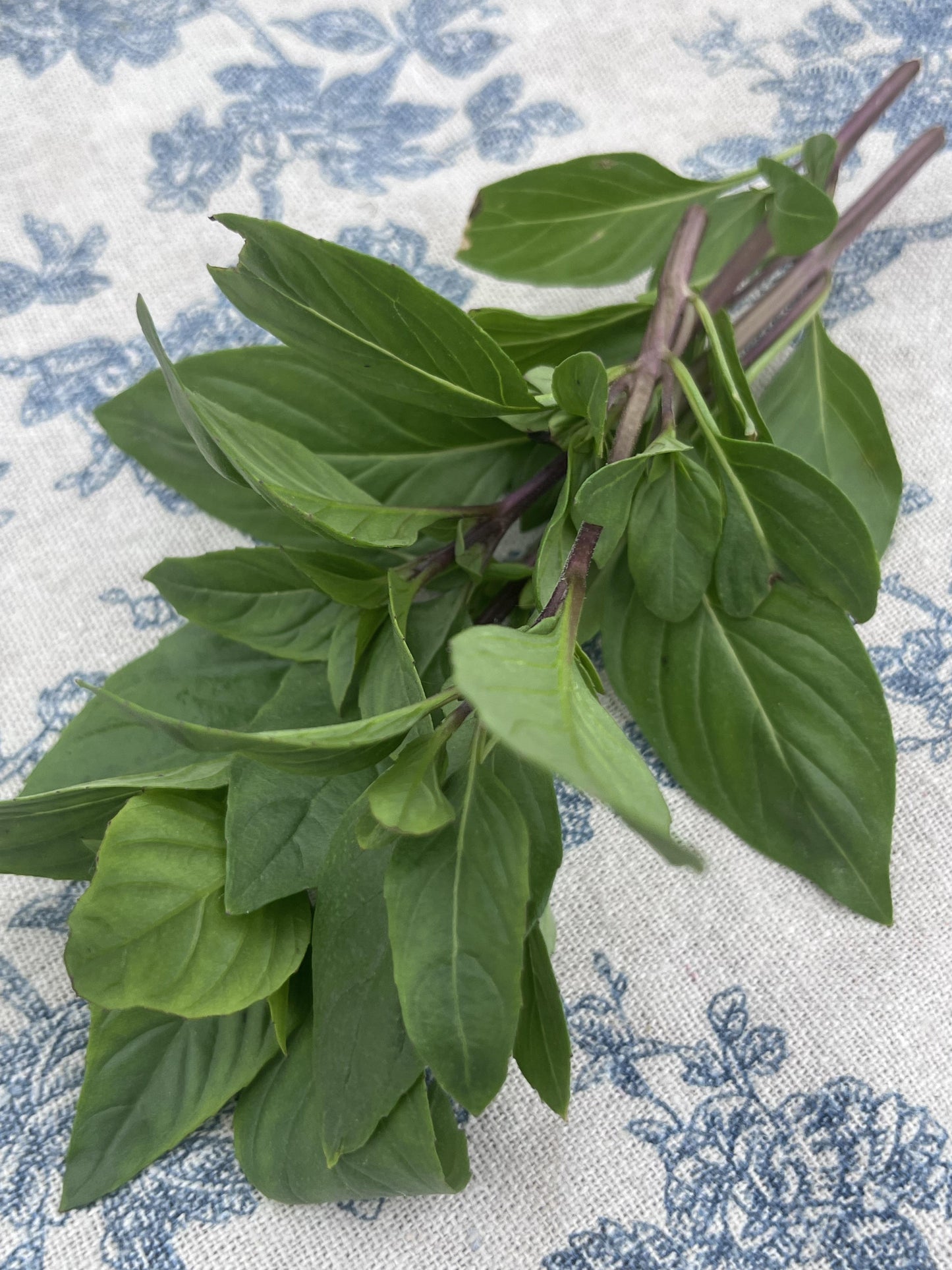 Thai Basil