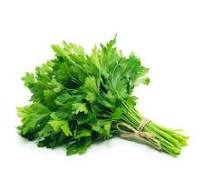 Cilantro