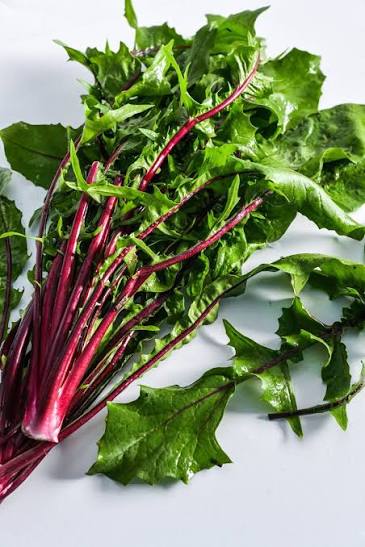 Red Rib Dandelion