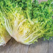 Endive