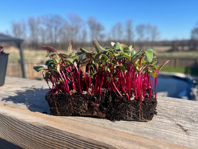 Red Beet Live Microgreens