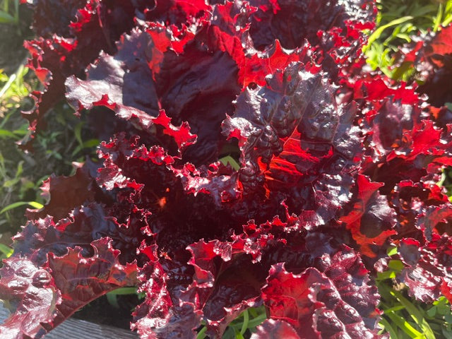 Merlot Lettuce, washed