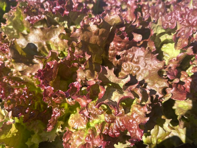 Red Leaf Lettuce, washed