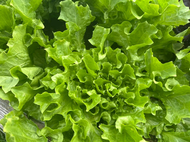 Escarole, washed