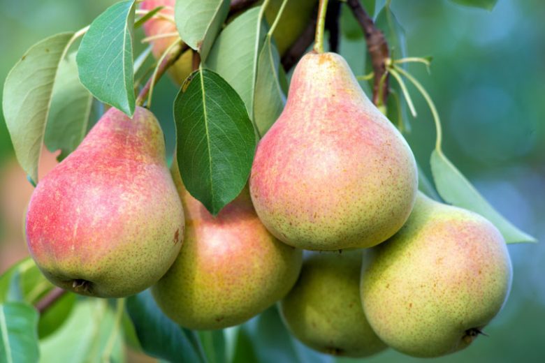 Clap's Pears