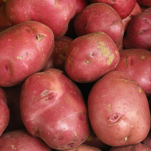Large Red Potatoes