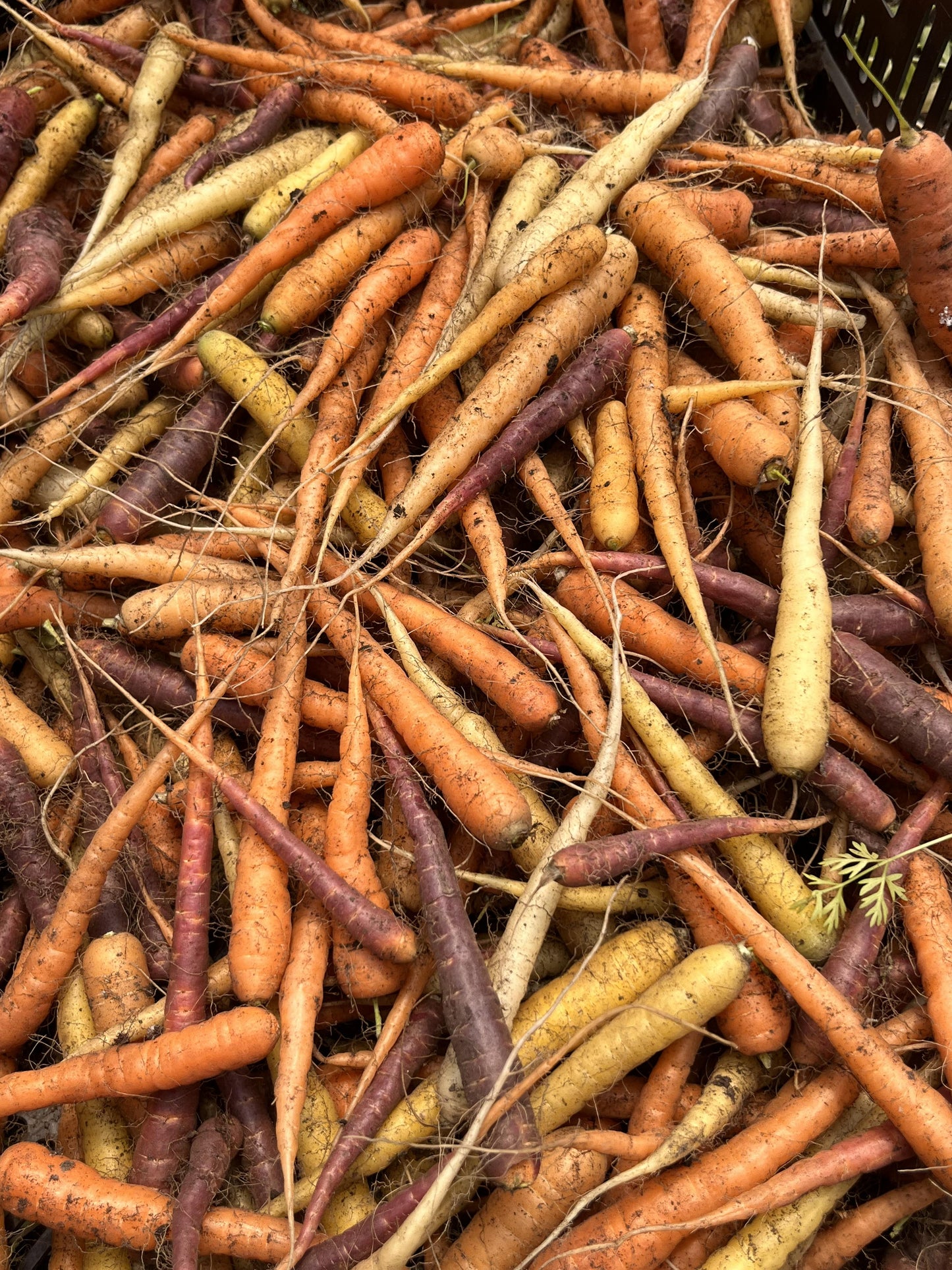 Baby Rainbow Carrots