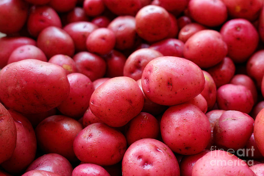 Medium Red Potatoes