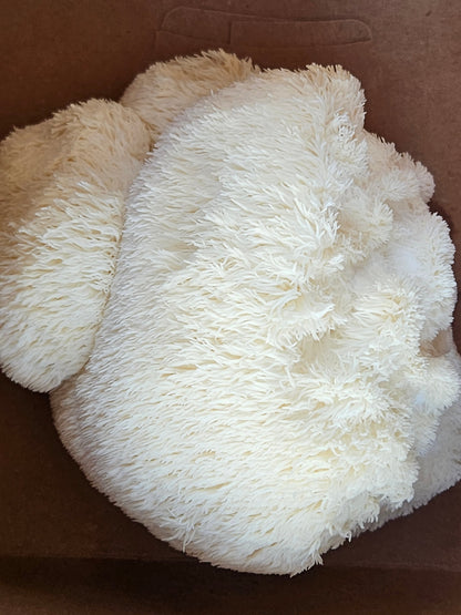 Lion's Mane Mushroom Tincture