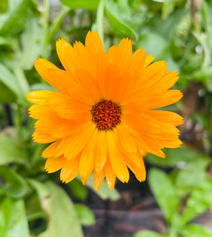 Night Repair Calendula Body Butter