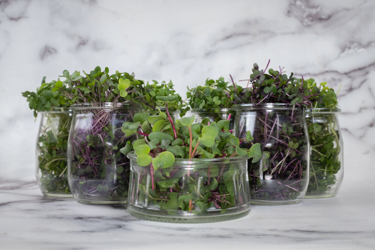 Mixed Microgreens (50g)