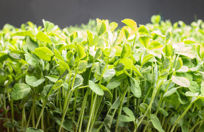 Speckled Pea Microgreens (100g)