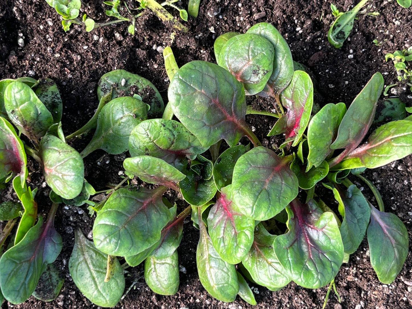 Baby Red Kitten Spinach
