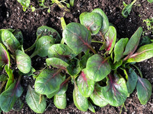 Baby Red Kitten Spinach