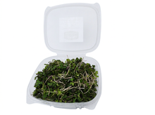 Green Kale Microgreens (110 g)