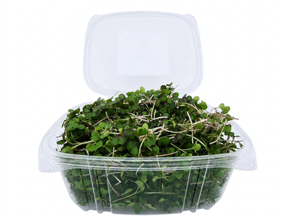 Green Kale Microgreens