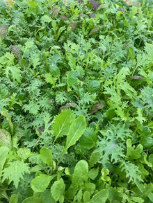 Spicy Greens