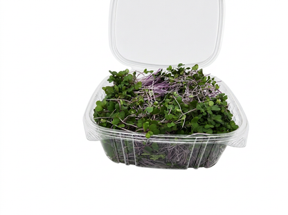 Purple Kohlrabi Microgreens