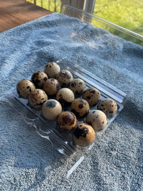 Quail Eggs