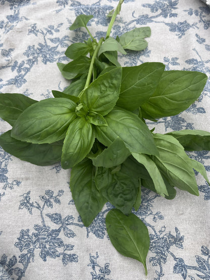 Basil