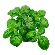 Basil Bunches