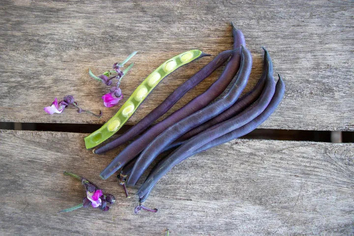 Purple Queen Beans