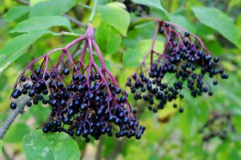 Fresh Elderberries