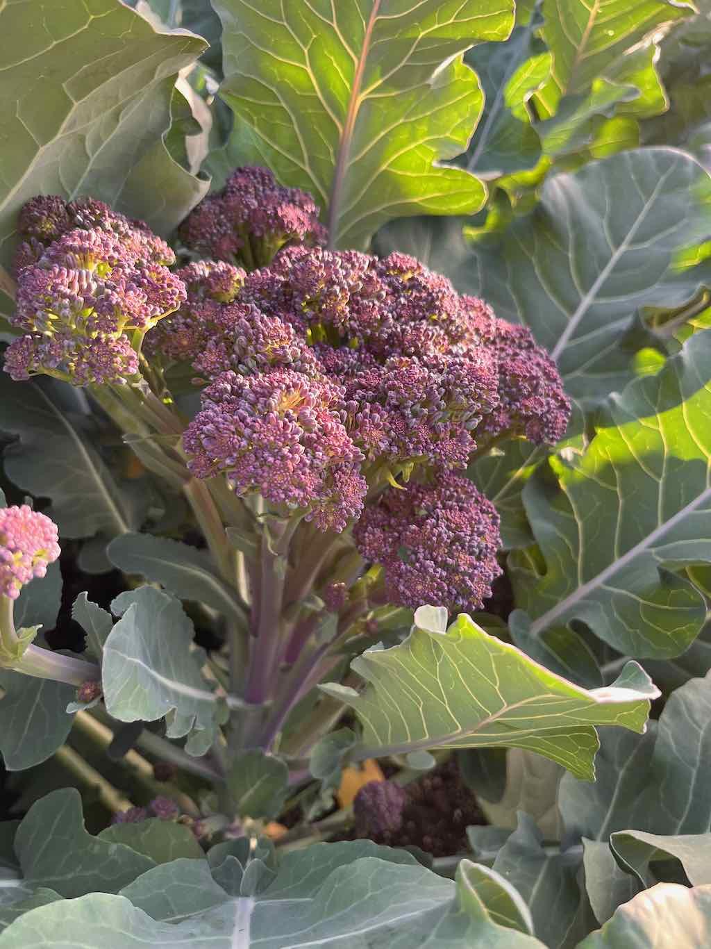 Broccolini