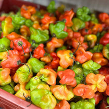 Bishop's Hat sweet pepper