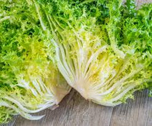 Chicory