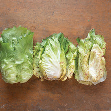 Chicory Radicchio