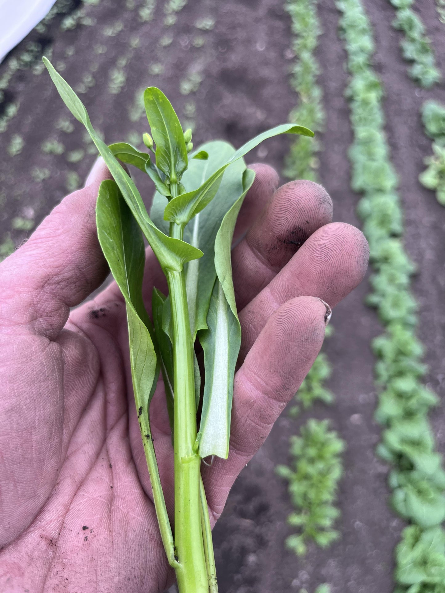Choi Sum