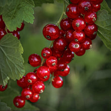 Red Currants
