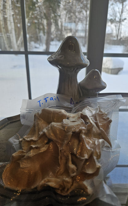 Turkey Tail Mushroom Tincture