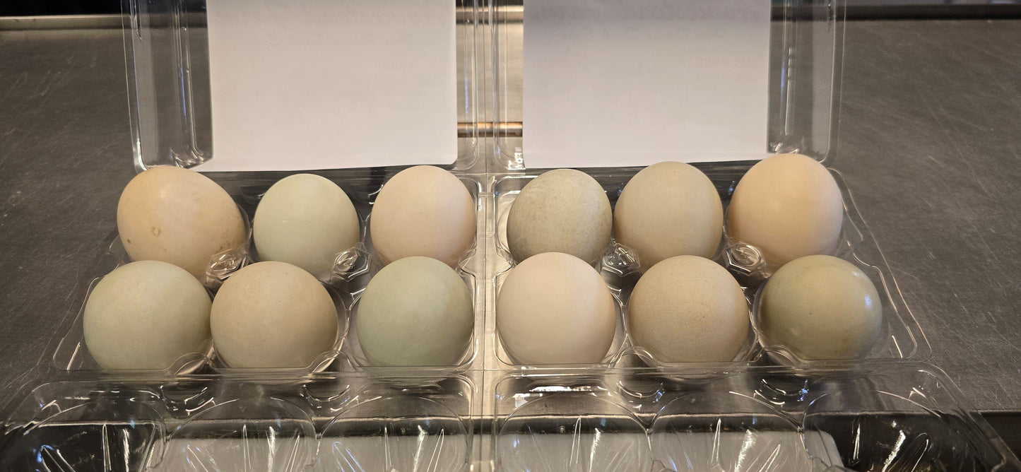 Dozen of Duck Eggs