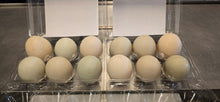 Dozen of Duck Eggs