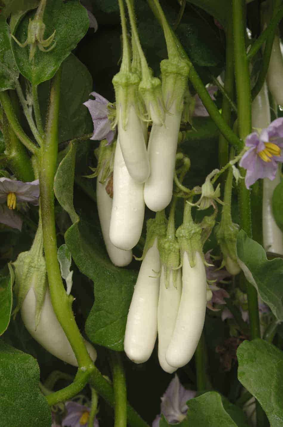 Gretel Eggplant