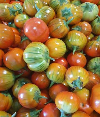 Melanzana Rossa di Rotonda Eggplant