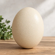Empty Ostrich Egg