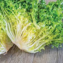 Endive