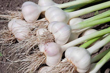 Fresh Garlic