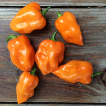 Habanero pepper