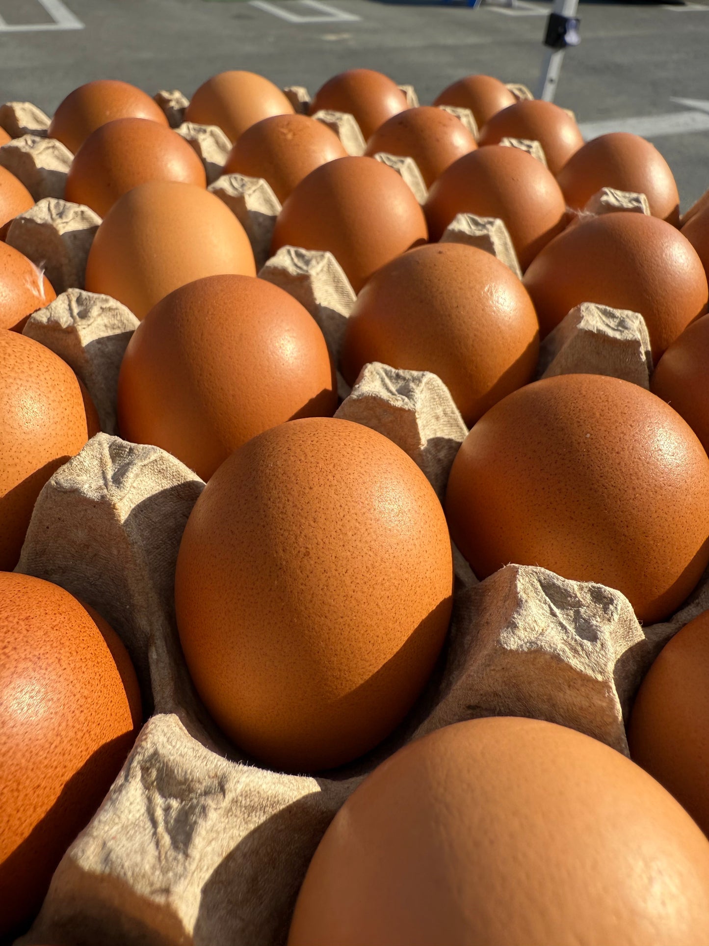 Jumbo Free Range Eggs