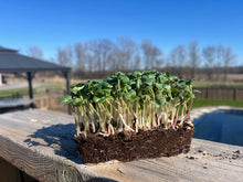 Daikon Live Microgreens