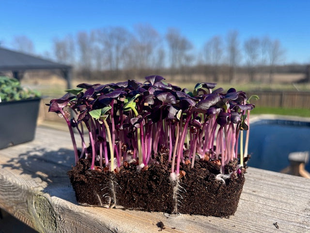 Red Radish Live Microgreens