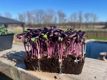 Red Radish Live Microgreens