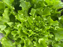 Escarole, washed