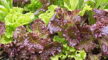Loose Leaf Lettuce